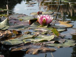 Couleurs et saveurs de là-bas ... Japon_Kyoto_2009_1408