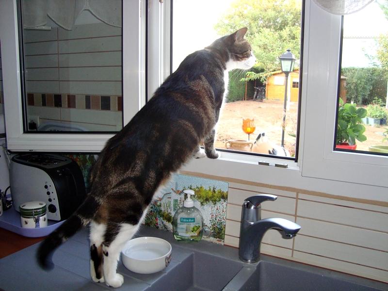 Pirate est intrigué, 23 septembre 2011