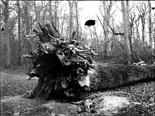 Le chêne et l'oiseau : la parabole du blogueur. Niaiserie.