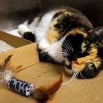 Willow le chat retrouvé après 5 ans