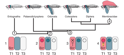 Scénario évolutif du déploiement du programme génétique de la formatio des ailes chez les insectes, Prud'homme et al., 2011