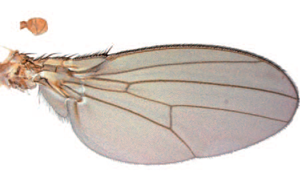 aile et haltère de drosophile