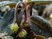 plante enterre elle-même graines