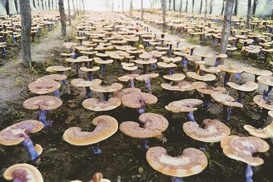 Ganoderma Lucidum ou Reishi –  Le champignon qui aide à combattre ceratins cancers !