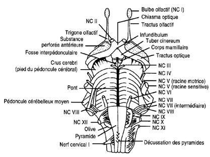 traonc cerebral, neuro-anatomie, TRT, jastreboff