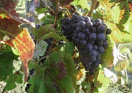VENDANGES 2011 (3)