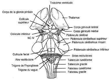 tronc cerebral, neuro-anatomie, TRT