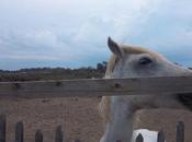 chevaux Camargue(ce week-end)