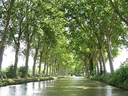 arbres,platane,bois,écologie,environnement,patrimoine,unesco