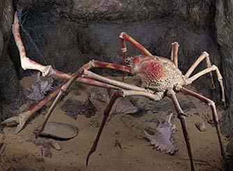 L'invasion crabes