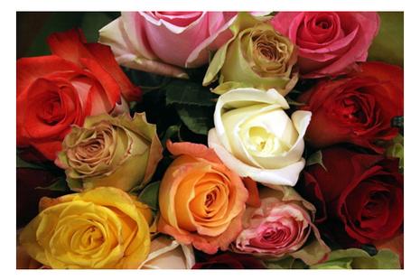 medium_14_fevrier_roses_7161.jpg