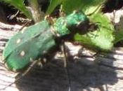 cicindèle champêtre