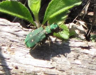 110928 Cicindèle champêtre 2763 (5).jpg