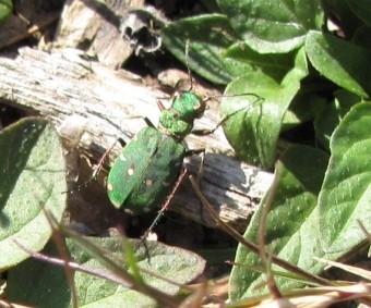 110928 Cicindèle champêtre 2763 (3).jpg