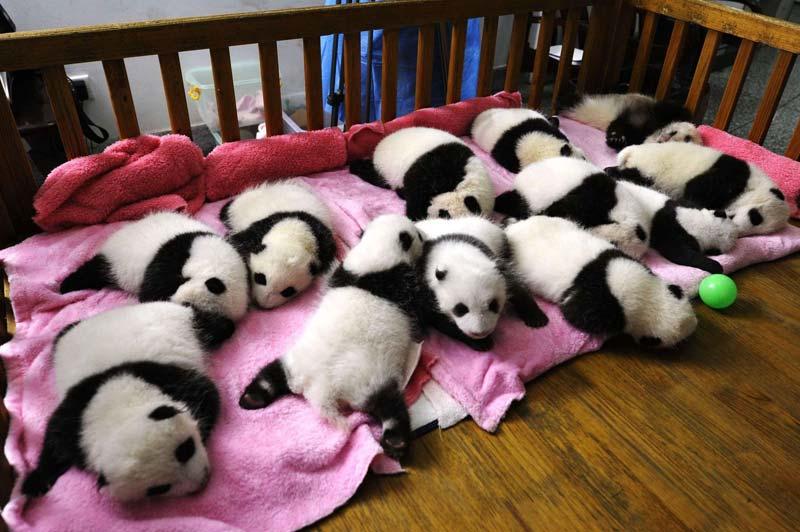 <b></div>Nouveaux nés</b>. Les enfants joueraient sans aucun doute avec eux les prenant pour des peluches. Mais ce sont bien douze «vrais» pandas qui sont nés lundi à Chengdu, la capitale de la province du Sichuan, en Chine. Au total, 108 pandas géants sont accueillis par ce centre de préservation. A l’état sauvage, il n’en reste seulement qu’un millier dans la nature. Reste que ce pays a développé une réglementation très stricte afin de les protéger : le braconnage peut entrainer une condamnation à mort et de grosses récompenses sont offertes à ceux qui sauveraient un panda sauvage. 