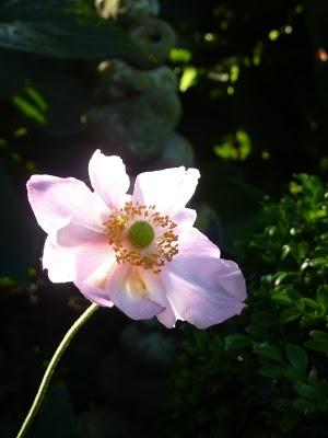 Si l'Automne  doit se dérouler comme ces derniers jo...