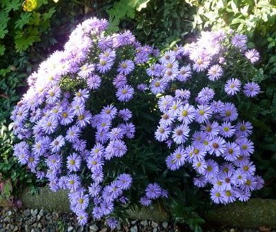 Si l'Automne  doit se dérouler comme ces derniers jo...