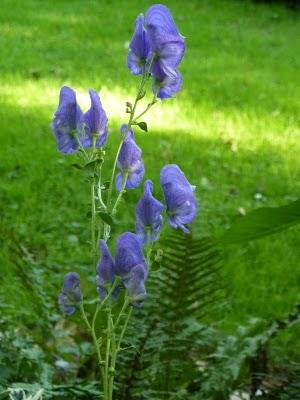 Si l'Automne  doit se dérouler comme ces derniers jo...