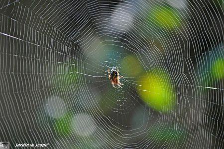 Epeire-sur-sa-toile