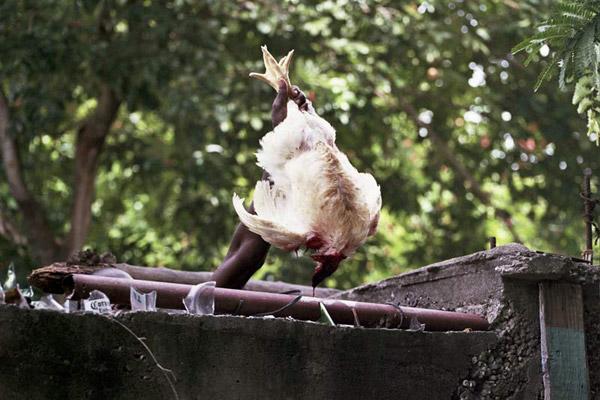 Boogie weekly artworks