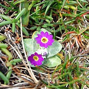 Highlands1 (179) [1600x1200]