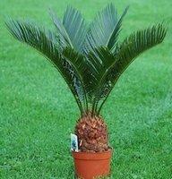 Cycas Rovulta que vous trouvez chez votre fleuriste