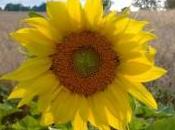 France crée observatoire biocarburants