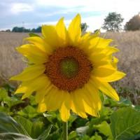 La France crée un observatoire des biocarburants