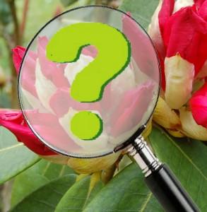 A partir d’aujourd’hui, soumettez-moi vos questions de jardinage ici et j’y répondrai.