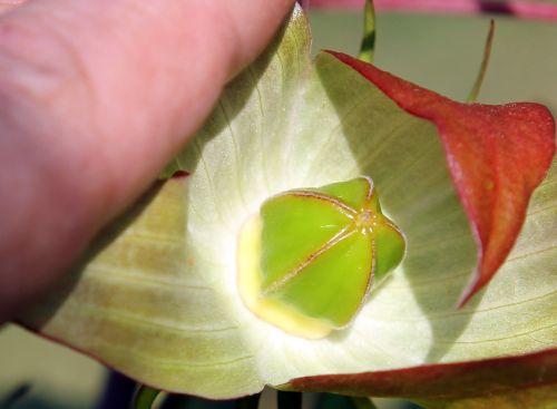 hibiscus coccineus fruit 3 paris 24 sept 2011 088.jpg