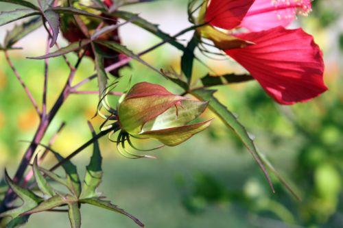 hibiscus coccineus fruit 1 paris 24 sept 2011 091.jpg