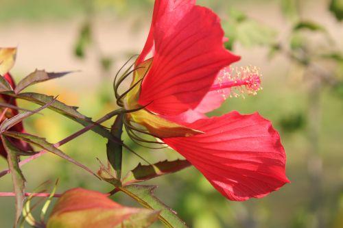 hibiscus coccineus calicule 1 paris 24 sept 2011 093.jpg