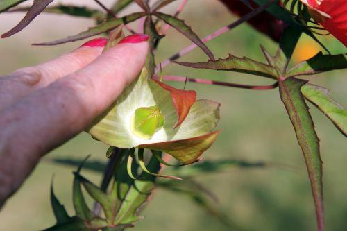 hibiscus coccineus fruit 2 paris 24 sept 2011 087.jpg