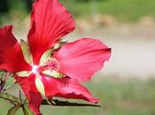 Hibiscus coccineus, suite