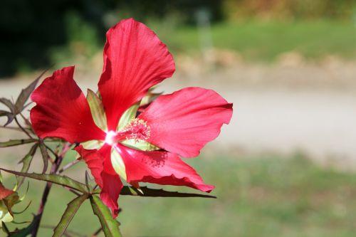 1 hibiscus coccineus paris 24 sept 2011 083.jpg