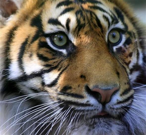 Eye of the Tiger : voyage en Indonésie
