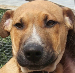 FIND YOUR DOG ! / TROUVEZ VOTRE CHIEN !