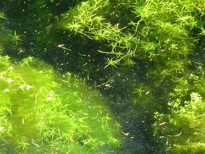 DéfifotoTransparence, rejets tome 2