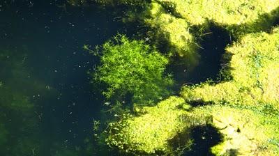 DéfifotoTransparence, rejets tome 1