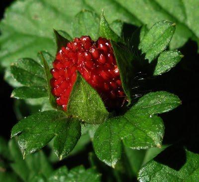 Duchesnea indica, un « faux fraisier » qui pourrait devenir encombrant
