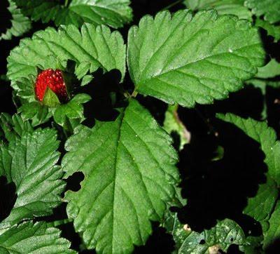 Duchesnea indica, un « faux fraisier » qui pourrait devenir encombrant