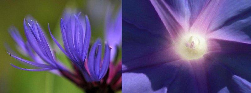 bleuet-volubilis, même combat