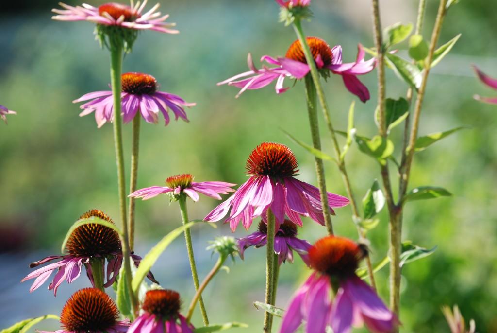 La rudbeckie magnifique vivace résistant à la maladie