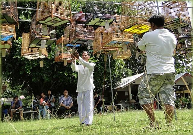 Thaïlande: Concours de chants d'oiseaux