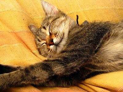 Modestine effondrée de tristesse après le départ de Billie