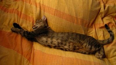 Modestine effondrée de tristesse après le départ de Billie