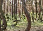 forêt pins tordus Pologne