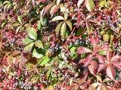 Juste goût très sucré ...le Cassissium