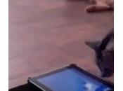 Applications iPad pour chats