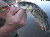 Chevesnes Loire (02/10/2011)